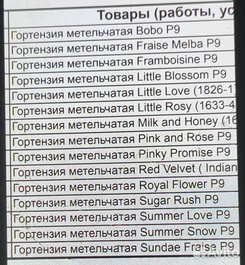 Гортензии метельчатые