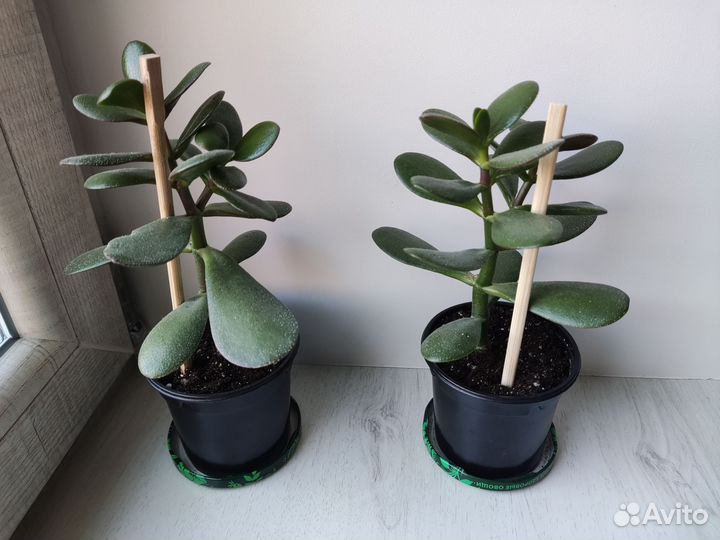 Толстянка, крассула, денежное дерево