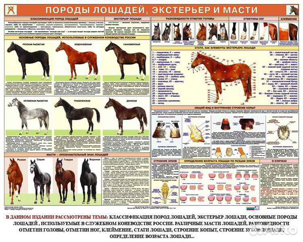 Русские породы лошадей с фотографиями
