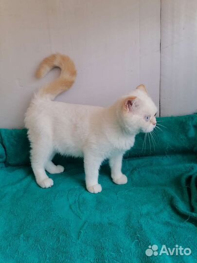 Шотландские вислоухий котята