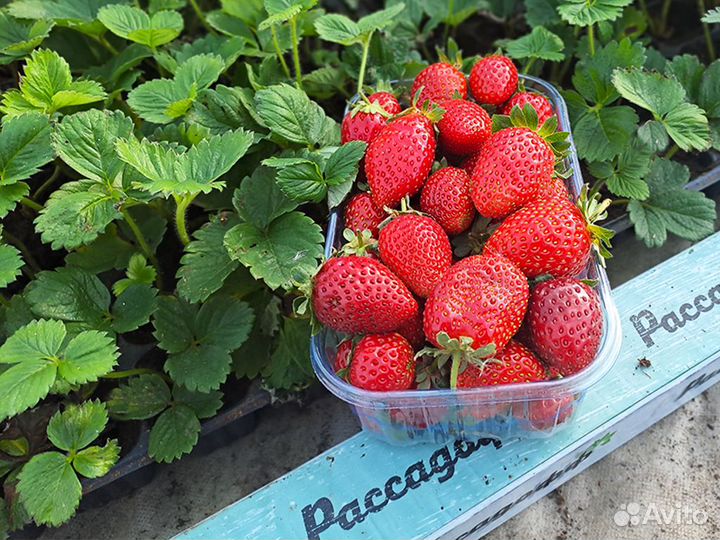 Рассада клубники. Элитные сорта оптом