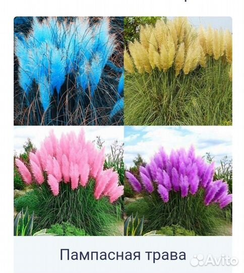 Продам саженцы пампасной травы