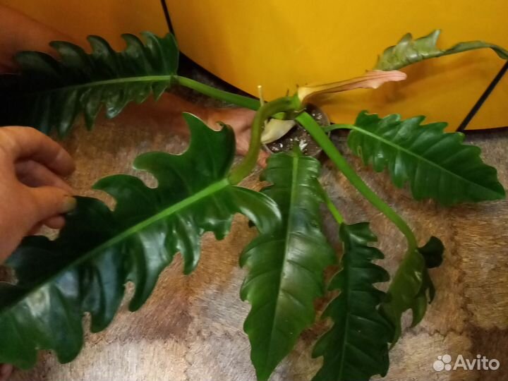 Домашние цветы 2