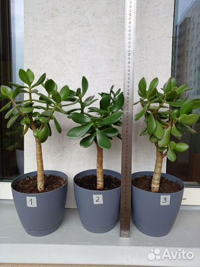 Денежное дерево