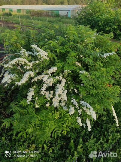 Спирея Грефшейм