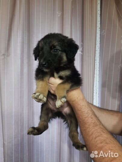 Овчарка, щенок