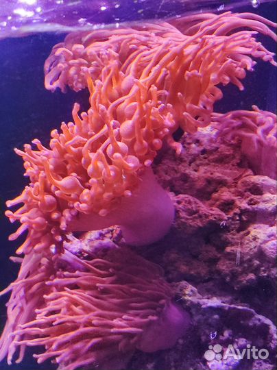 Морские кораллы для аквариума