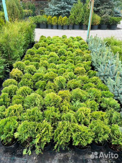 Туя Даника оптом и в розницу