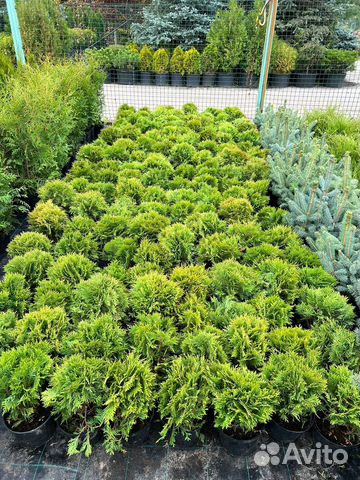 Туя Даника оптом и в розницу