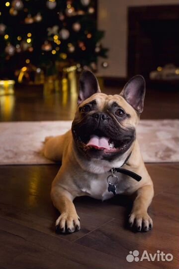 Французский бульдог кобель вязка