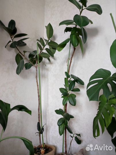 Комнатные растения цветы большие