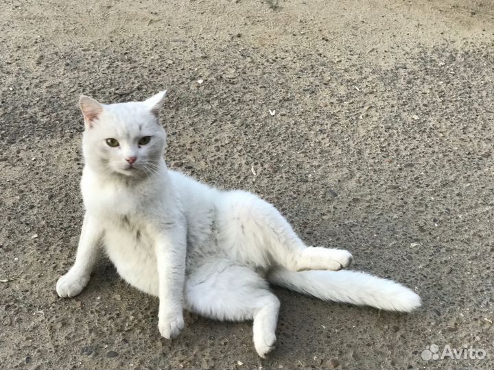 Кот бесплатно