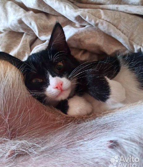 Котенок Феликс