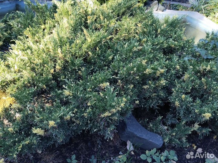 Можжевельник казацкий (Гольд)