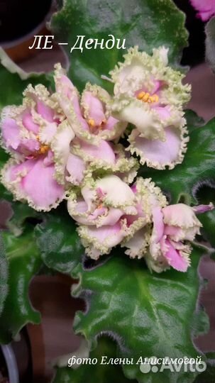 Сортовые фиалки стартеры