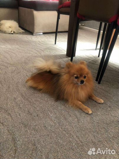 Щенки померанского мини шпица