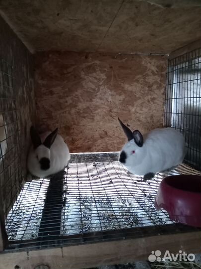 Кролики калифорнийские