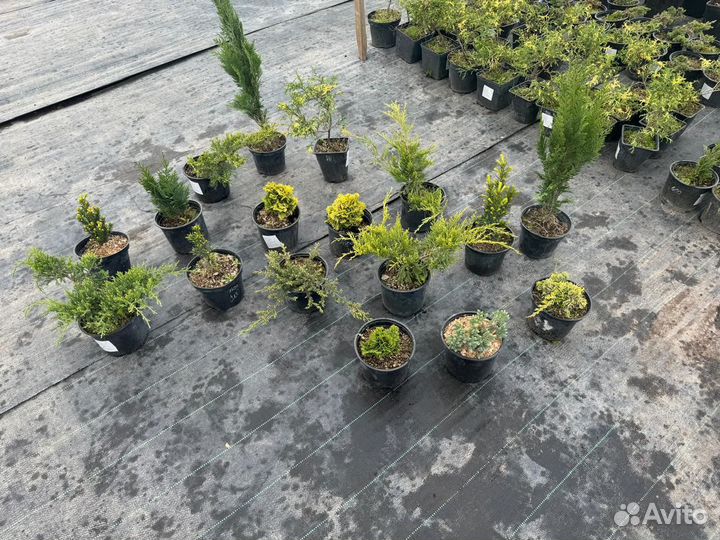 Cаженцы Можжевельников и Кипарисов хвойных
