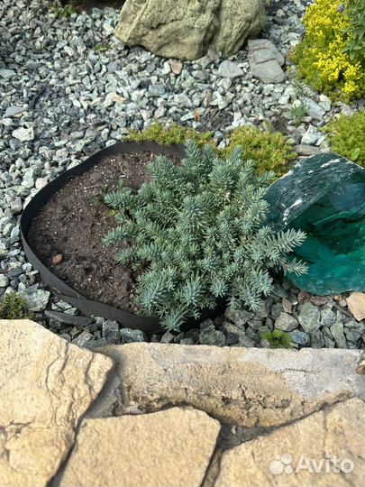 Молодило,Очитки