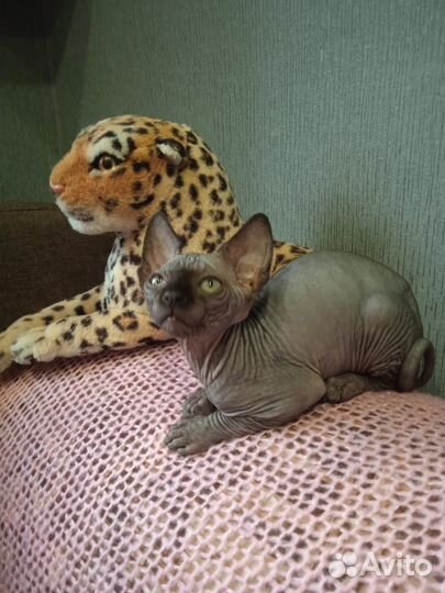 Котята канадский сфинкс
