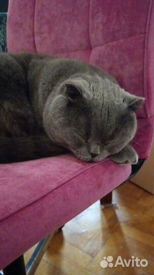 Передержка домашних животных