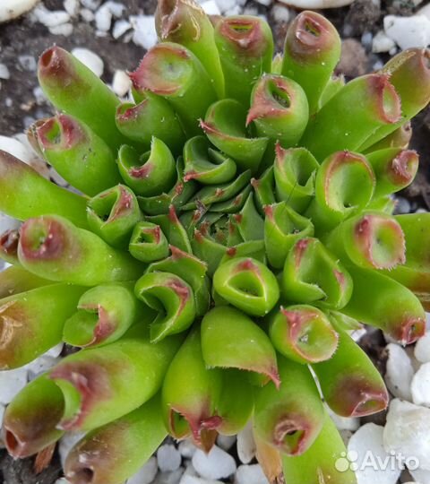 Sempervivum (молодило, каменная роза)