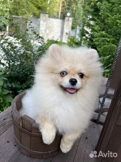 Немецкий шпиц померанский