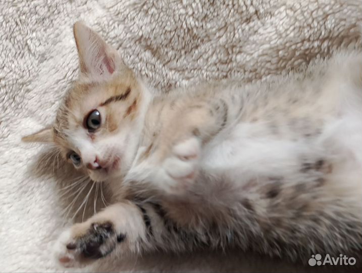 Отдам бесплатно, двух красивых девочек