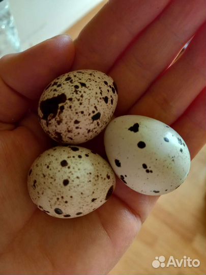 Перепелиные яйца