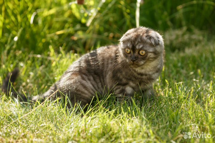 Шотландские котята