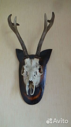 Рога косули