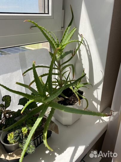 Алоэ вера взрослый