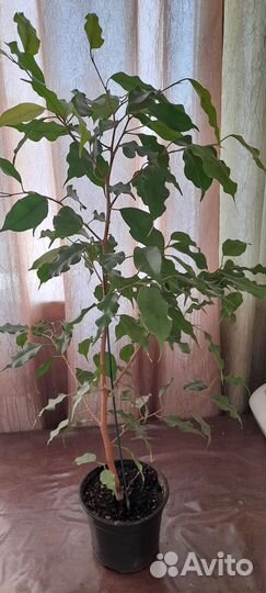 Фикус Бенджамина