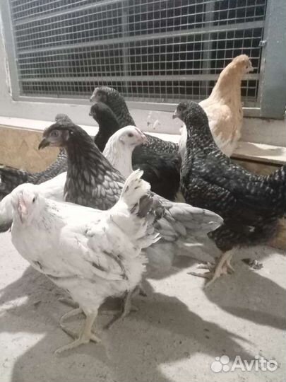 Куры молодки с доставкой