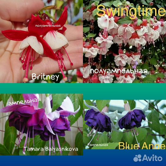 Фуксии сортовые (цыганские серёжки)