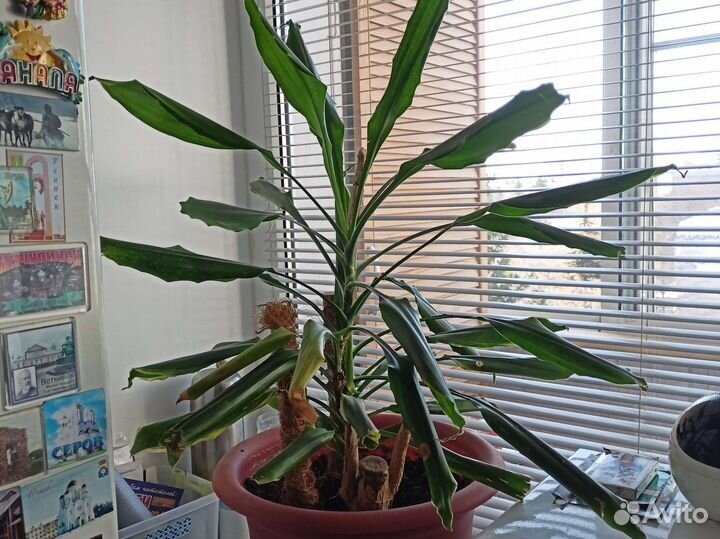 Пальма юкка