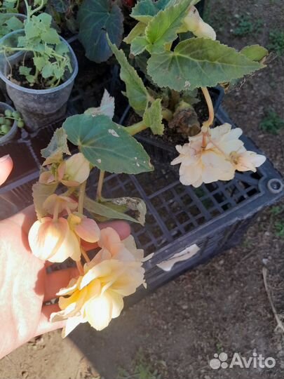 Цветы уличные