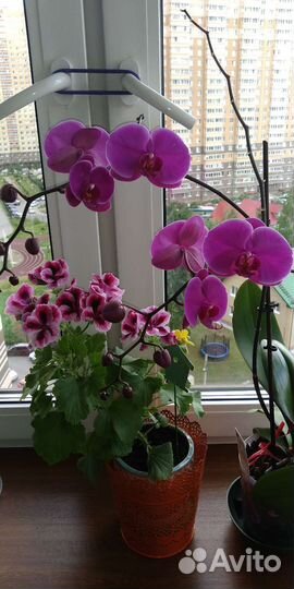 Герань королевская, фуксия, клеродендрум Томпсана