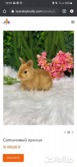 Мини кролики ручные карлики