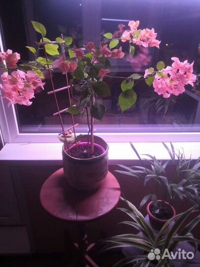 Великолепная бугенвиллея