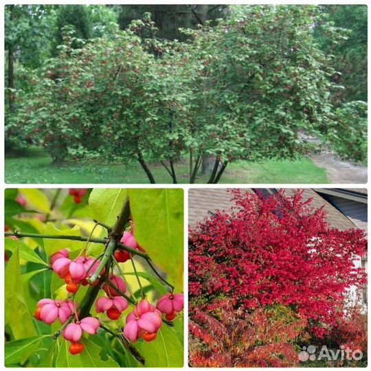 Бересклет европейский Ред Каскад-Red Cascade
