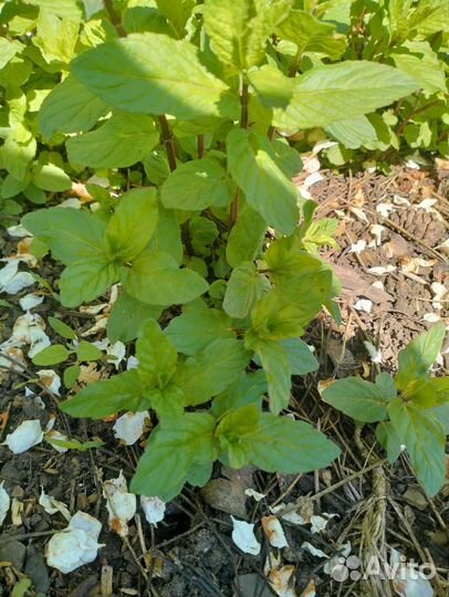 Мелиса, мята