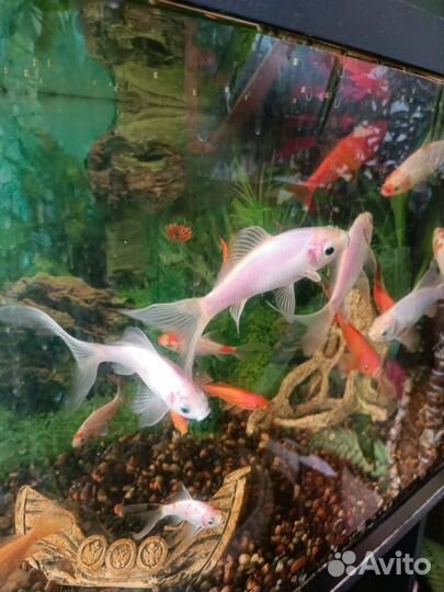 Золотая рыбка