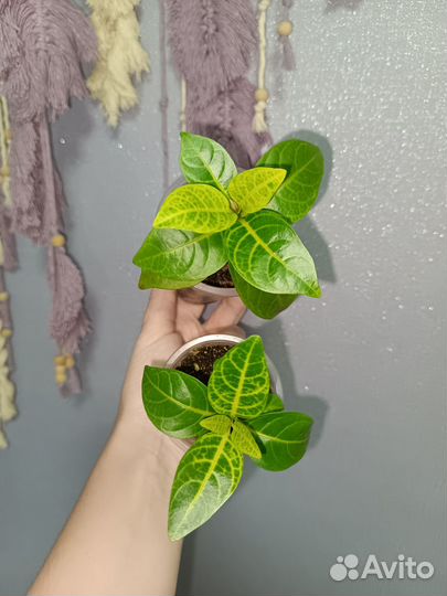 Комнатные растения