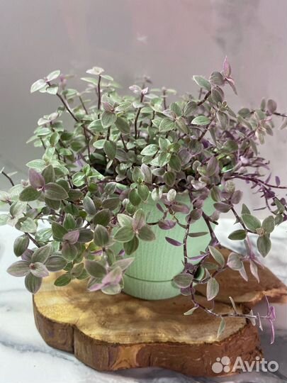Комнатные растения каллизия, фиалка, фикус