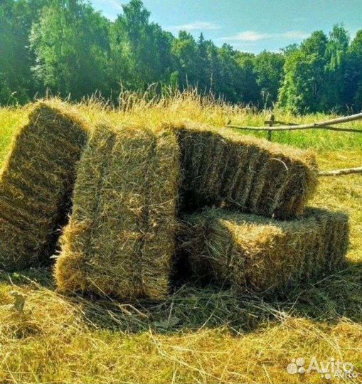 Сено в тюках
