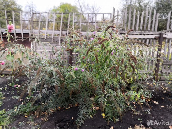 Будлея Давида Фиолетово- Голубая. зкс
