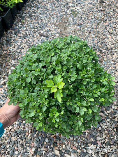 Ампельные хризантем мультифлора