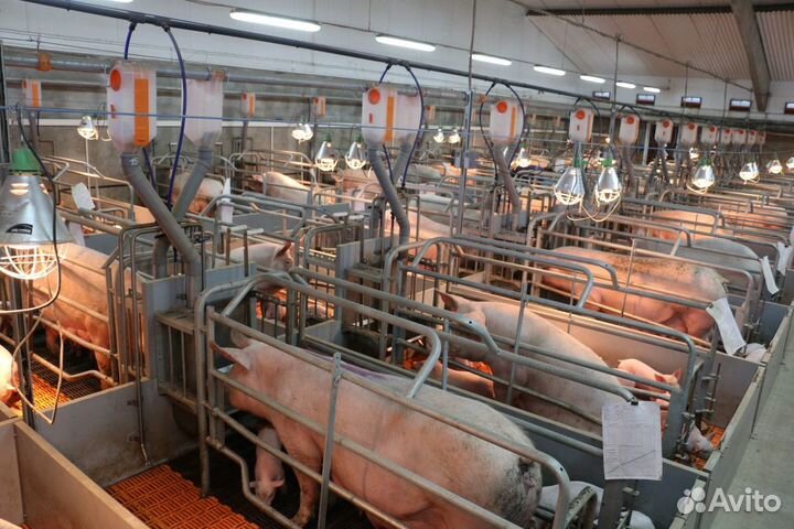 Вахта Рабочий по уходу за животными (поросята)