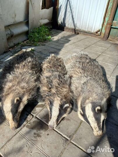 Барсучий жир